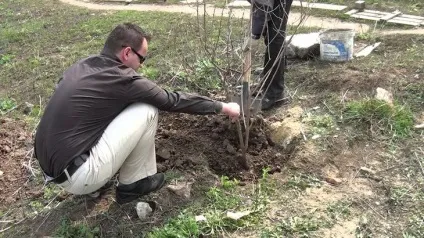 Як виростити калину бульденеж