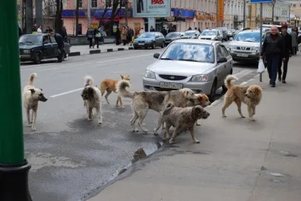 Як вигнати бродячого собаку