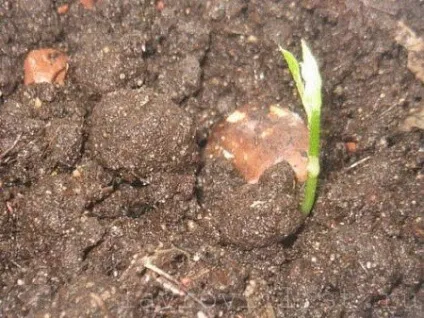 Як виростити лаврове дерево з насіння - все про сімейство лаврових (грунту) Як виростити лаврове дерево з насіння - все про сімейство лаврових