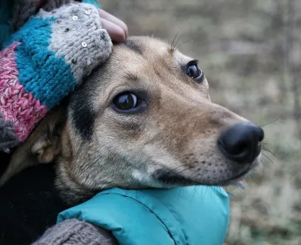 Як вигнати бродячого собаку