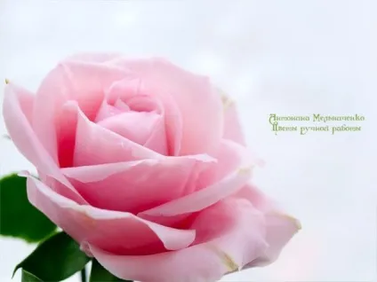 Як відновити висохлу глину ярмарок майстрів - ручна робота, handmade (полімерна флористика) Як відновити висохлу глину ярмарок майстрів - ручна робота, handmade