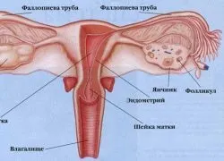 Мультіфоллікулярние яєчники