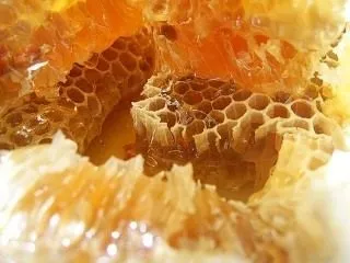 Мозок - лікування струсу мозку народними засобами і методами (Лікування струсу мозку) Мозок - лікування струсу мозку народними засобами і методами