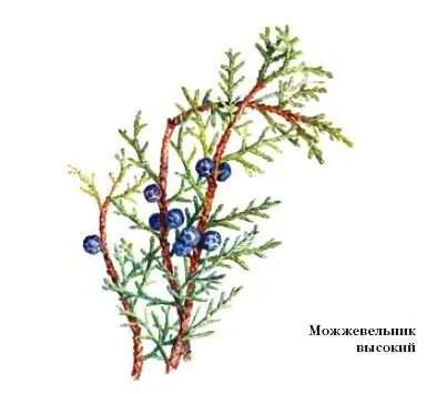 Ялівець - це