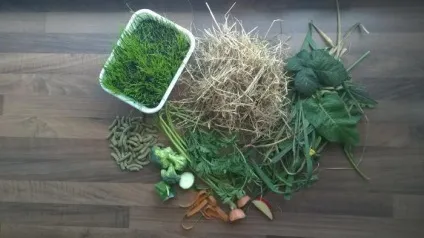 Чи можна давати кроликам огірки і кабачки (кроликам) Чи можна давати кроликам огірки і кабачки