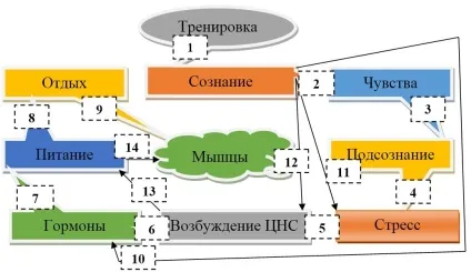 Мотивація в бодібілдингу 1 (бодібілдингу) Мотивація в бодібілдингу 1