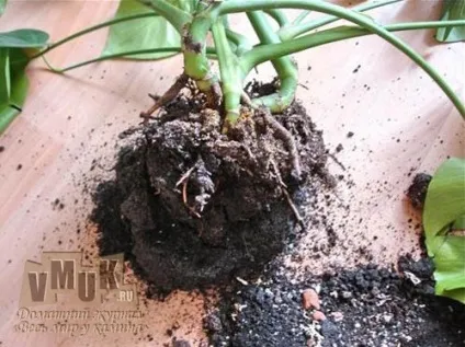 Чи можна тримати монстеру в будинку догляд і вирощування філодендрона (вирощування) Чи можна тримати монстеру в будинку догляд і вирощування філодендрона