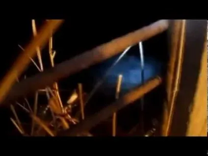 Чи можна давати кроликам огірки їдять свіжі (давати) Чи можна давати кроликам огірки їдять свіжі