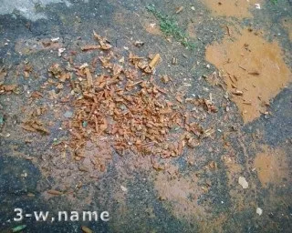 Як замінити тени водонагрівача (водонагрівач) Як замінити тени водонагрівача