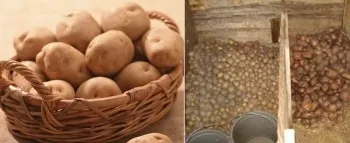 Як зберігати картоплю в домашніх умовах (овочі) Як зберігати картоплю в домашніх умовах