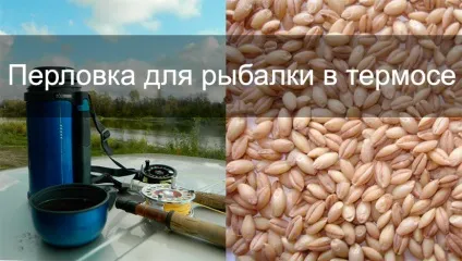 Як запарити перловку для риболовлі в термосі - кращі рецепти, поради від рибалок (перловку) Як запарити перловку для риболовлі в термосі - кращі рецепти, поради від рибалок