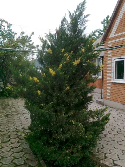 Як я рятувала ялівець