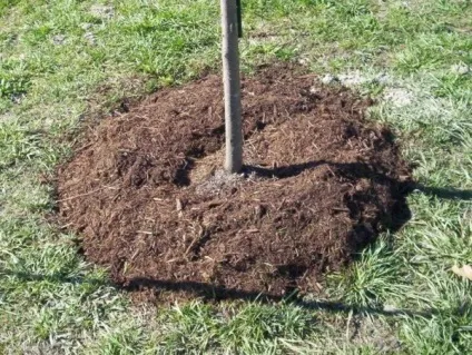 Як захистити яблуні від мишей взимку народні засоби (мишей) Як захистити яблуні від мишей взимку народні засоби