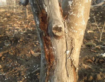 Як захистити яблуні від мишей взимку народні засоби (мишей) Як захистити яблуні від мишей взимку народні засоби