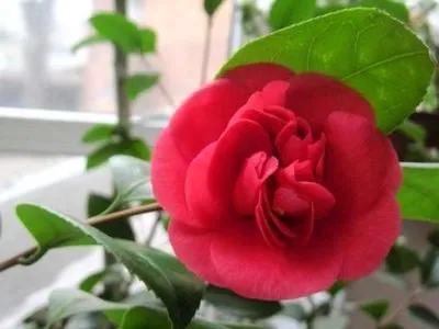 Камелія догляд в домашніх умовах пересадка і розмноження (домашніх) Камелія догляд в домашніх умовах пересадка і розмноження