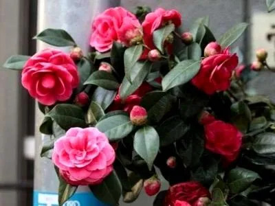 Камелія догляд в домашніх умовах пересадка і розмноження (догляд) Камелія догляд в домашніх умовах пересадка і розмноження