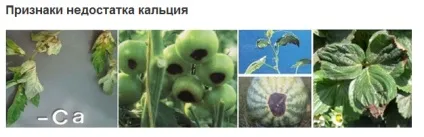 Кальцій - добриво для помідорів (кальцій) Кальцій - добриво для помідорів