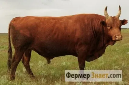 Калмицька порода корів гідності і особливості змісту ВРХ (корів) Калмицька порода корів гідності і особливості змісту ВРХ