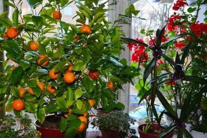 Каламондін догляд в домашніх умовах за цитрусом (домашніх) Каламондін догляд в домашніх умовах за цитрусом