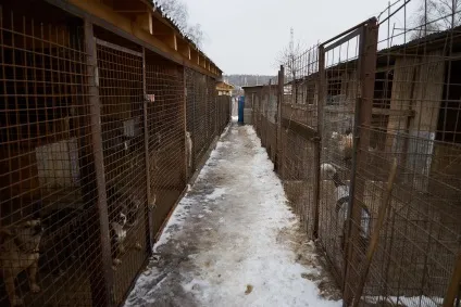 Як живе один з найбільших притулків для собак в Підмосков'ї (прямий ефір) Як живе один з найбільших притулків для собак в Підмосков'ї