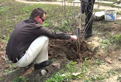 Калина бульденеж посадка і догляд за чагарником (калина бульденеж посадка догляд) Калина бульденеж посадка і догляд за чагарником