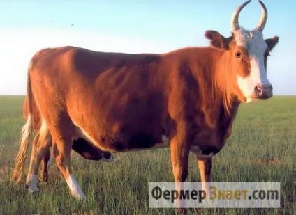 Калмицька порода корів гідності і особливості змісту ВРХ (корів) Калмицька порода корів гідності і особливості змісту ВРХ