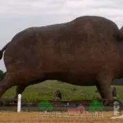 Канадська технологія вирощування свиней огляд і відео (Канадська технологія вирощування) Канадська технологія вирощування свиней огляд і відео