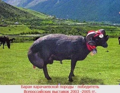 Карачаївський порода овець - agroxxi
