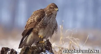 Канюк птах