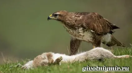 Канюк птах