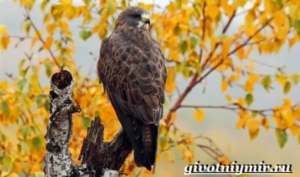 Канюк птах