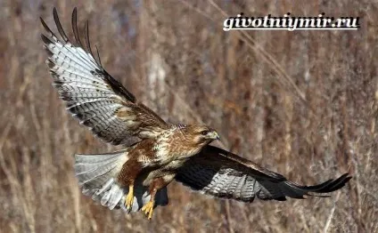 Канюк птах