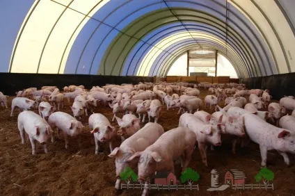 Канадська технологія вирощування свиней огляд і відео (канадська) Канадська технологія вирощування свиней огляд і відео