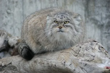 Очеретяний кіт фото