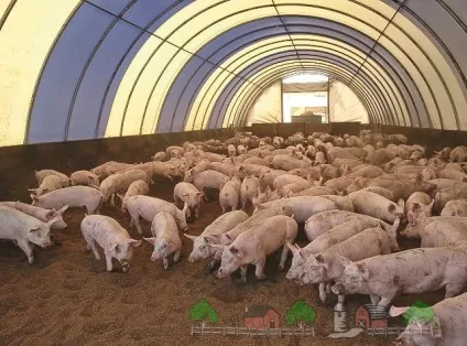 Канадська технологія вирощування свиней огляд і відео (Канадська технологія вирощування) Канадська технологія вирощування свиней огляд і відео