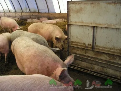 Канадська технологія вирощування свиней огляд і відео (канадська) Канадська технологія вирощування свиней огляд і відео
