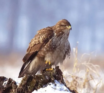Канюк звичайний, фотографії (гніздо) Канюк звичайний, фотографії