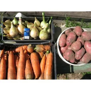 Картопля під сіном плюси, мінуси, проблеми