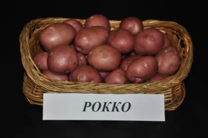 Картопля Рокко опис сорту, фото, відгуки (фото) Картопля Рокко опис сорту, фото, відгуки