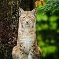 До чого сниться мама сонник наснилася померла мама живий (мама) До чого сниться мама сонник наснилася померла мама живий