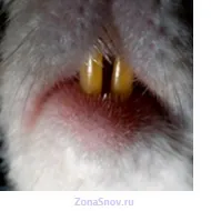 До чого сниться укус щура