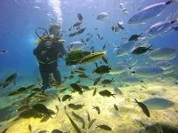 До чого сниться - під водою, сонник - під водою уві сні