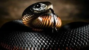 До чого сняться змії уві сні і що це означає