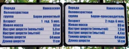 Кавказька порода овець, кавказькі вівці