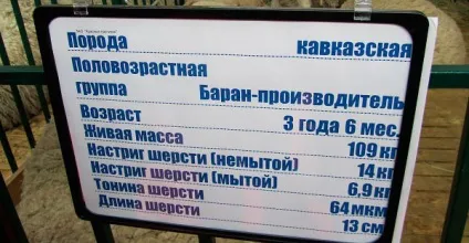 Кавказька порода овець, кавказькі вівці