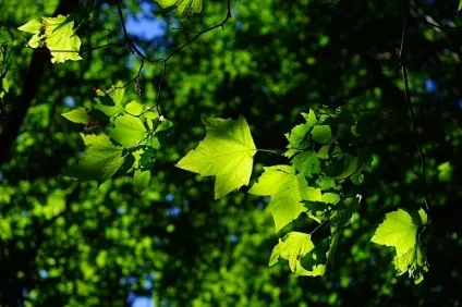 До чого сняться листя, сонник - листя уві сні (дерева) До чого сняться листя, сонник - листя уві сні