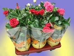 Китайська троянда - навколишня природа, пізнавальні факти про тварин і рослини (квітками) Китайська троянда - навколишня природа, пізнавальні факти про тварин і рослини