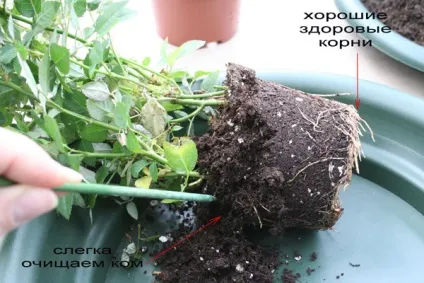 Китайська троянда догляд в домашніх умовах і розмноження (троянда) Китайська троянда догляд в домашніх умовах і розмноження