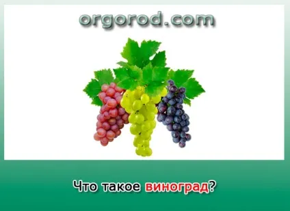 Кільчеватор, органічне землеробство (винограду домашніх умовах) Кільчеватор, органічне землеробство