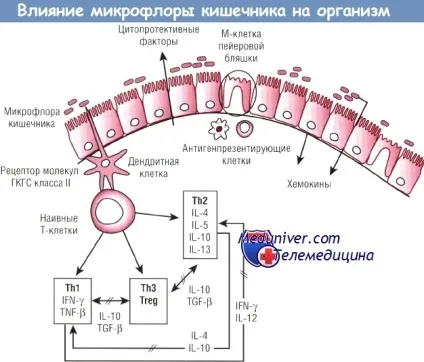 Кишечник і імунітет